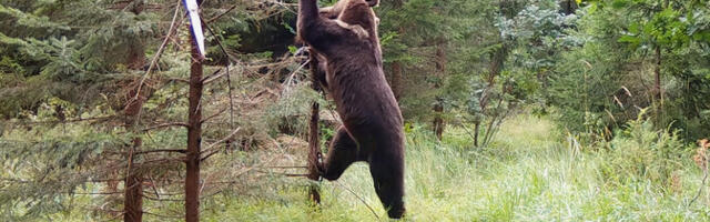 Västrik filmist "Kriimsilm, karuott ja rebane. Märkmeid metsast": seal näeb kolmandat Eestit