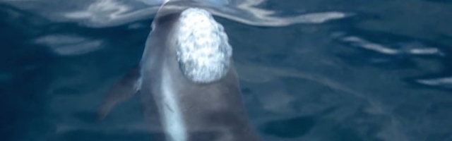 INTERVJUU | Mart Jüssi selgitab, kuidas delfiin meiekandi vetesse jõuab ja siin toime tuleb