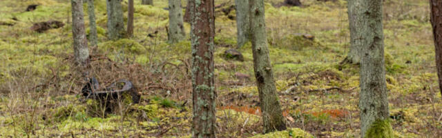 Karilaid ja Mölder: metsanduse arengukava annab loa lageraieks