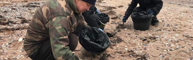 SODI KOTTI | Vabatahtlikud koristasid Mägipe ranna naftast klaarimaks