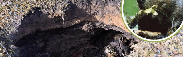 FOTOD | Viljandimaal tekitavad koprad paksu pahandust, vald palus abi jahimeestelt