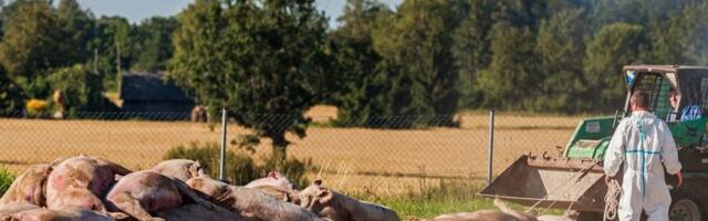 PTA spetsialist: sigade matmine pole üldsegi veel otsustatud. Seda tehakse viimases hädas ja väga kontrollitult