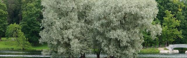 Rohepööre ja Van Helmonti remmelgakatse