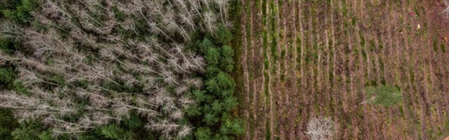 Euroopa Komisjon ähvardab Eestit kaitsealuste metsade raiumise eest karistada