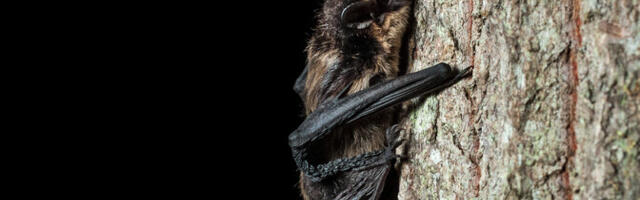 Riiklik nahkhiireseire jätab kodukeldrid vaeslapse ossa