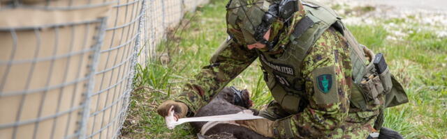 Koerajuhid õppisid andma esmaabi lahinguväljal viga saanud teenistuskoertele