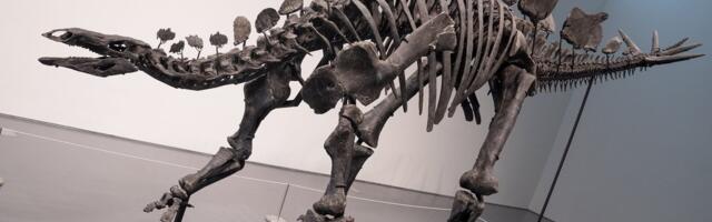 Dinosauruse skelett müüdi oksjonil rekordilise 44,6 miljoni dollari eest