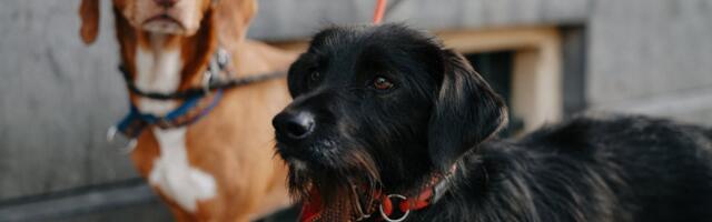 Paide linn otsib hulkuvate loomade majutusteenuse pakkujat