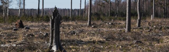 Urmas Jaagant: ärge bürokraatiametsa päris lagedaks raiuge!