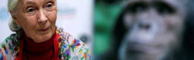 Suri primatoloog Jane Goodall, kes muutis maailma arusaamu šimpansidest