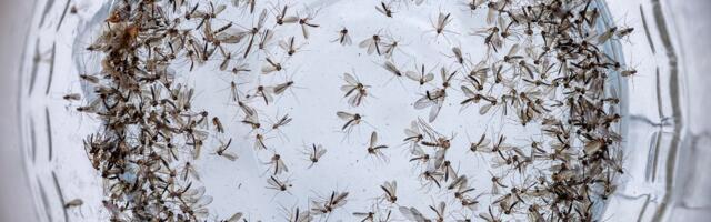 LUGEJA KÜSIB | Miks sääsed ennast massiliselt klaaspurki uputavad?