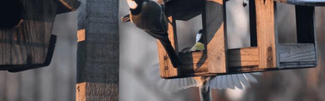 TALVISEL AIALINNUVAATLUSEL MÄRGATI JÄLLE KÕIGE ROHKEM RASVATIHASEID