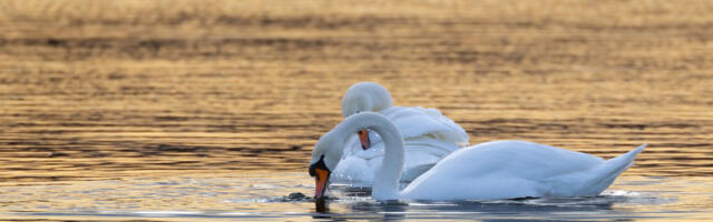 Martti Laurson NÄDALA FOTO