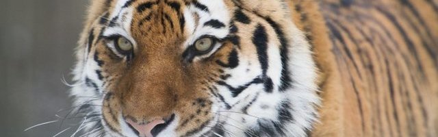 Inimene võib uut koroonaviirust jagada kaslasele. Kuidas Tallinna Loomaaed oma loomi kaitseb?