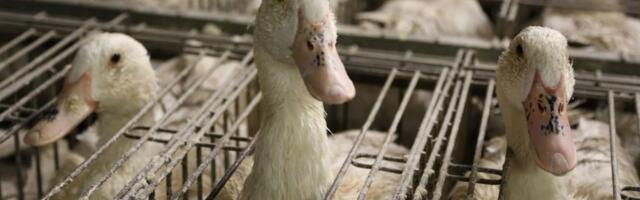 Mis on foie gras ning miks vastutustundlikud gurmaanid seda ei söö?