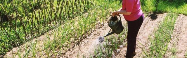 KÜSITLUS | Kas sel aastal on aiasaadustega täiesti kööga?