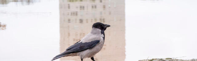 Teadlased manitsevad linnalinde mitte toitma