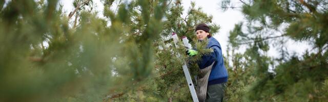 RMK kavatseb tänavu varuda 100 000 liitrit männikäbisid