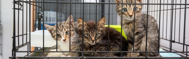 Viljandi loomade varjupaik otsib rekordilise kassiuputuse tõttu lisakäsi