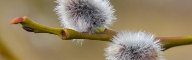 ILMATEADE | Uuel nädalal hakkab õhutemperatuur taas tõusma