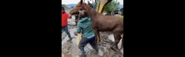 Reporter: USA-s Põhja-Carolinas päästeti mudast poni ja hobune