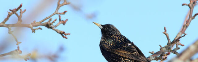 2021. AASTA LIND EHK TEADUSLIKU LINDUDE MÄRGISTAMISE ALUSEPANIJA