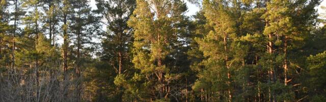 KODANIKEÜHENDUSED TEEVAD ÜLESKUTSE KODUMETSADE KAITSEKS