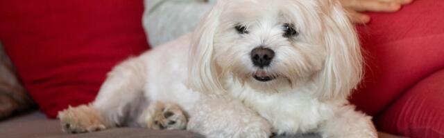 Uuring: koeraomanikel on 40% väiksem dementsuse risk