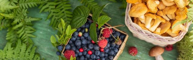 ÜLEVAADE | Parimad seente ja marjade leiukohad üle Eesti