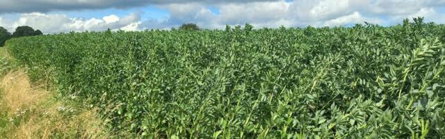 Põlduba kasvatatakse tänavu märksa rohkem. Suur osa Eesti ubadest eksporditakse aga Egiptusesse