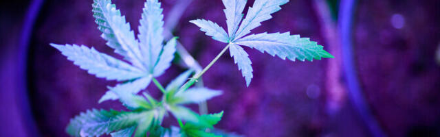 Riik kavatseb leevendada narkokasutajate karistusi