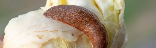 Keskkonnaamet kinnitas võõrnälkjate ohjamiskava