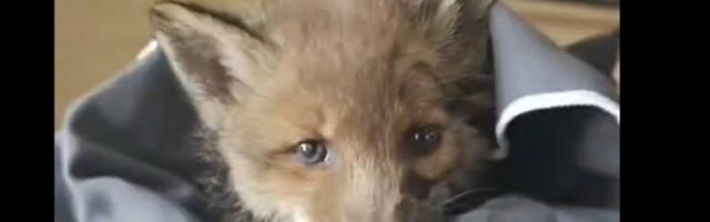 Rebasekutsikas jäi jälle Kadrioru kanalisse lõksu - probleem tuleb lahendada!