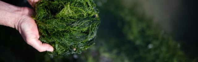 Uuring: vetikatel on suur tööstuslik potentsiaal