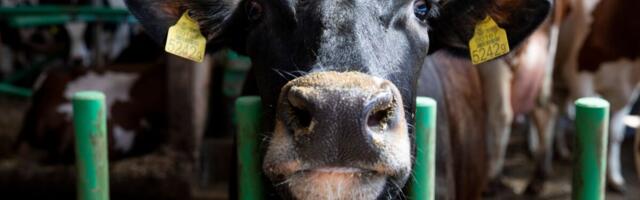 Eesti lehmade keskmine piimatoodang suureneb üha