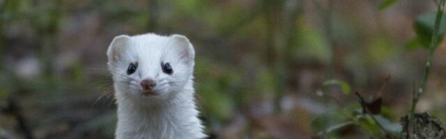 Kas tulekul on külm talv? Valged jõulud? Mardipäeva ilm võib anda vastused