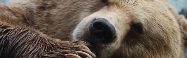 Keskkonnaamet: karud on ärganud