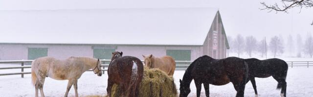 NÄDALA ILMAPROGNOOS | Ilm pöörab oma näo talve poole