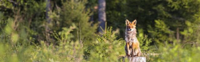 Lõppes kevadine metsloomade marutaudivastane vaktsineerimine