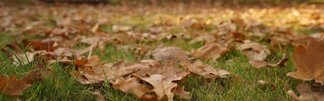 Mis on parim viis lehtede koristamiseks?