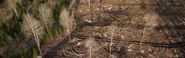 Keskkonnaühendused: metsaseadus soosib liigset raiet