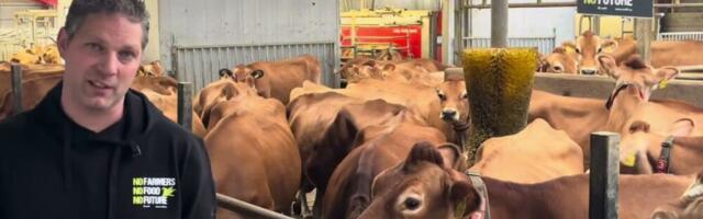 KÕMU! EL-i määrustel on tagajärjed: lehmad surevad nüüd lautades massiliselt (videod)