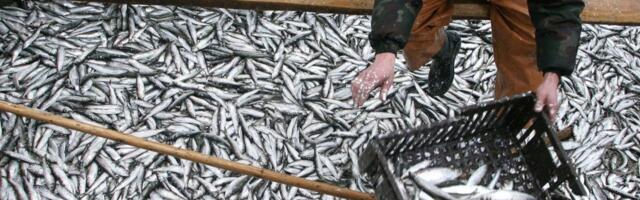 Heeringas muutub kiskjaks_ Rootsi teadlased andsid teada uskumatust evolutsioonilisest murrangust Läänemeres