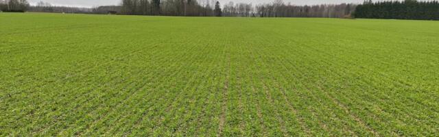 Paul-Techi põllujaam: liigvesi ja vettimine kahjustasid põlde