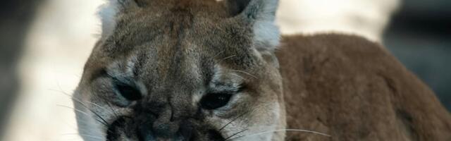 Võrumaal nähti ringi liikumas puumat