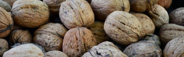 „Kreeka pähkel on aias parim viljapuu!“ Kuidas kasvatada saagikat pähklipuud?