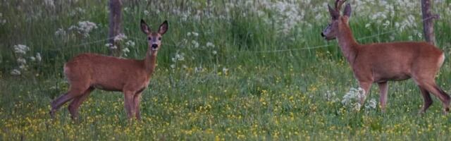 KÕVA SÕNA: ulukiuurija võimalikest lahendustest Viimsis