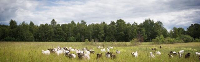 PRIA avas loomataudide ennetamise investeeringutoetuste voorud