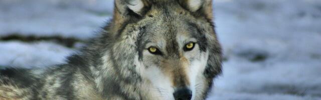 Huntide küttimismaht on suures osas täidetud