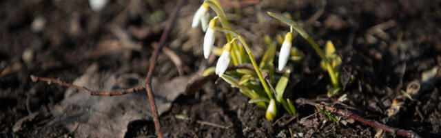 Reedel on ilm selge ja sajuta